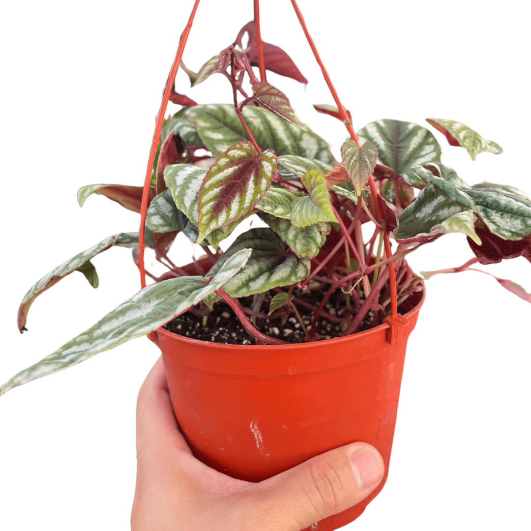 Begonia Rex Vine - 6