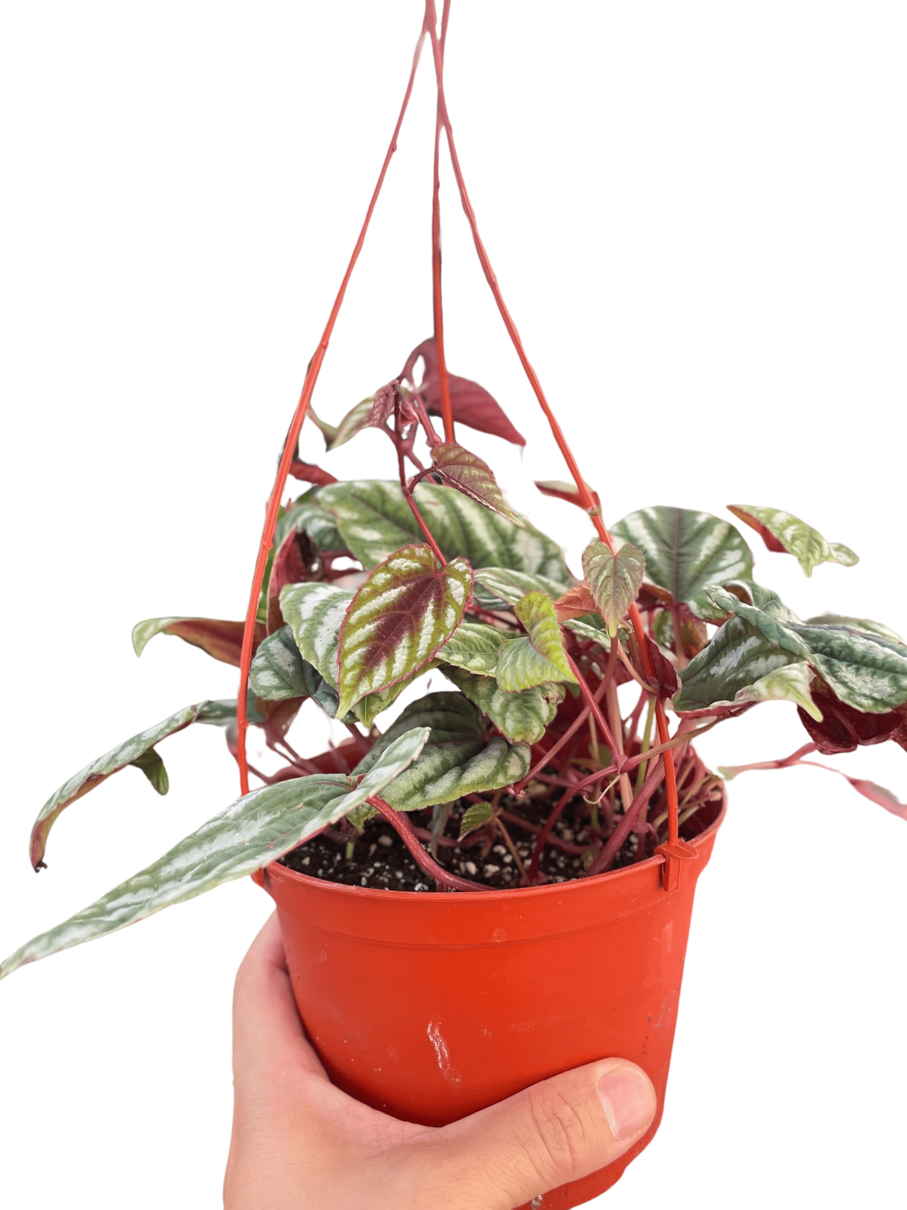 Begonia Rex Vine - 6