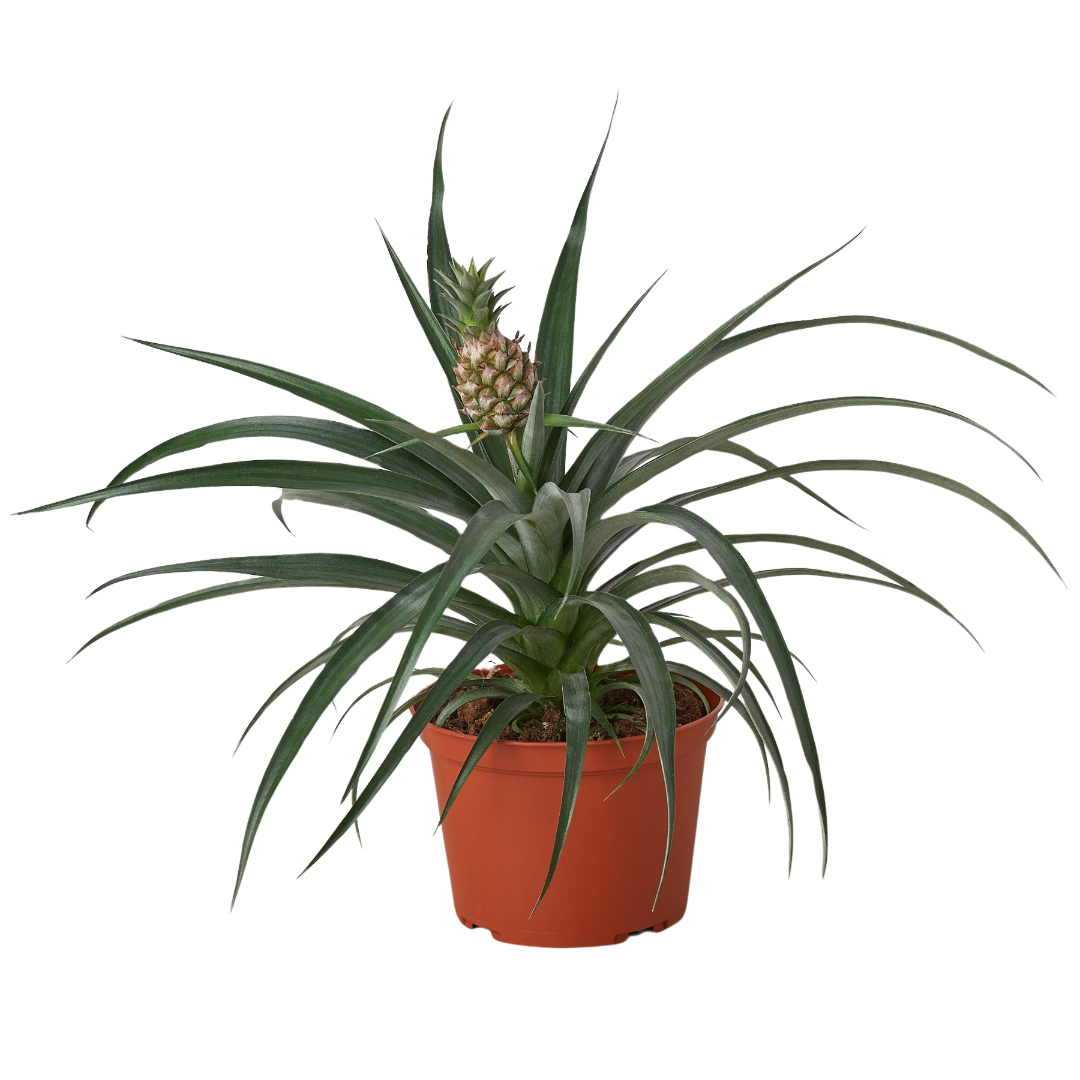 Bromeliad 'Yellow Pineapple' - 6