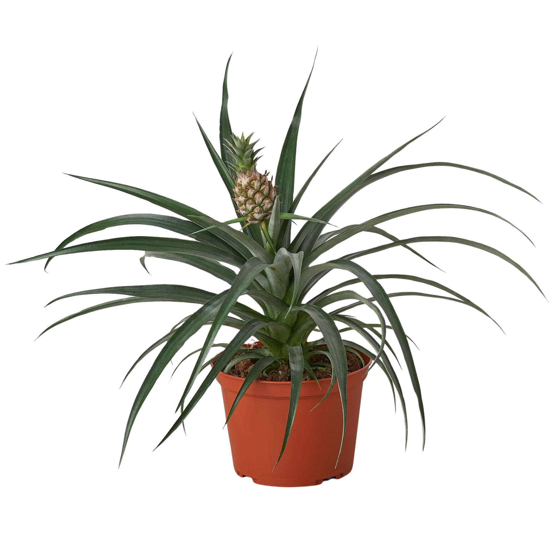 Bromeliad 'Yellow Pineapple' - 6