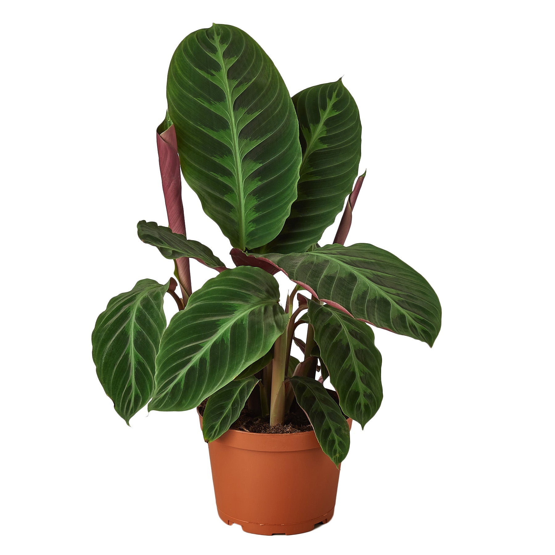 Calathea 'Warscewiczii' - 6