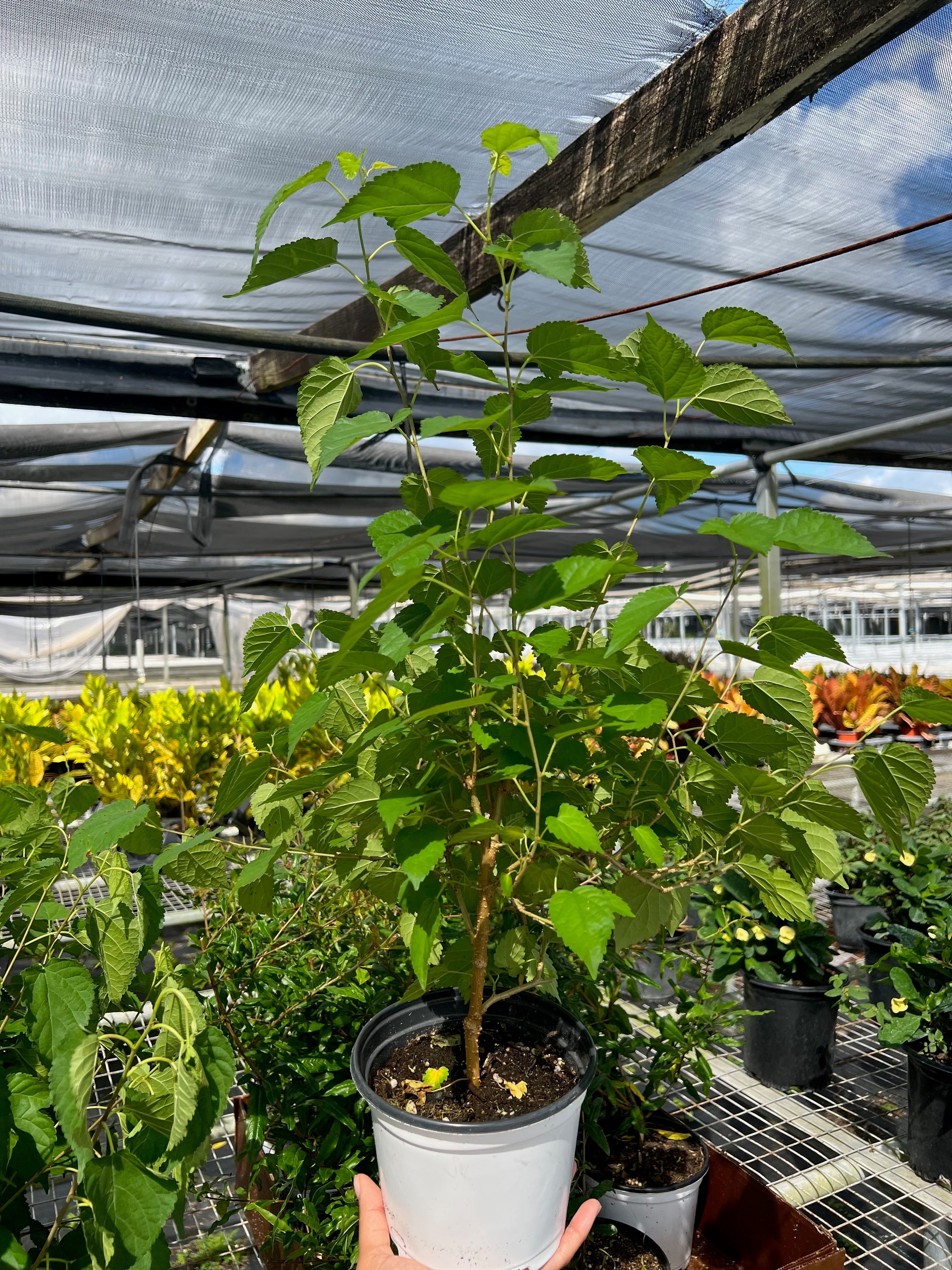 Top 100 House Plants