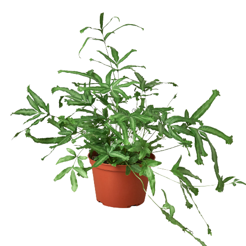 Pteris Cretica 'Mayi' Fern - 6