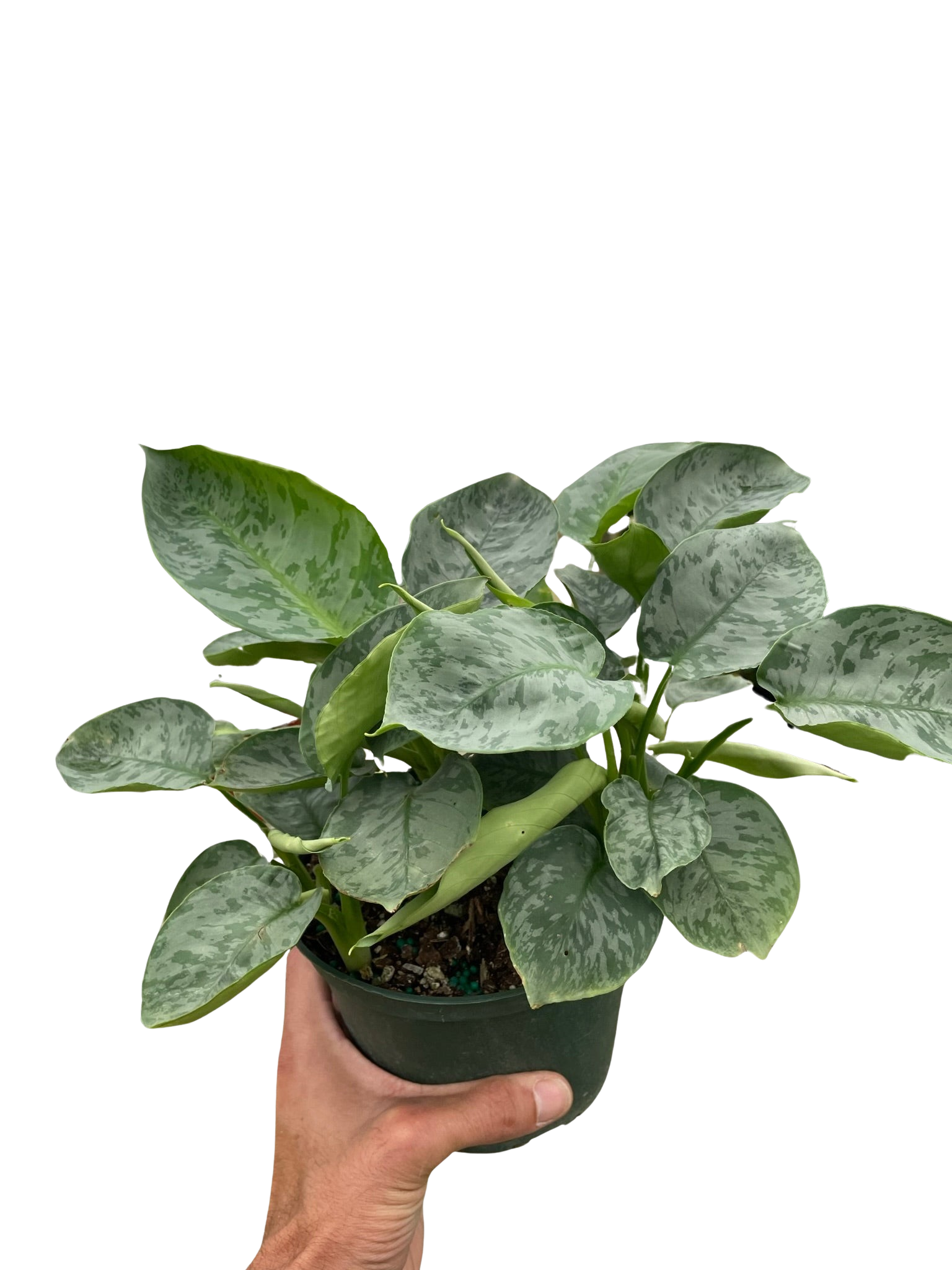 Schismatoglottis 'Sarawak'