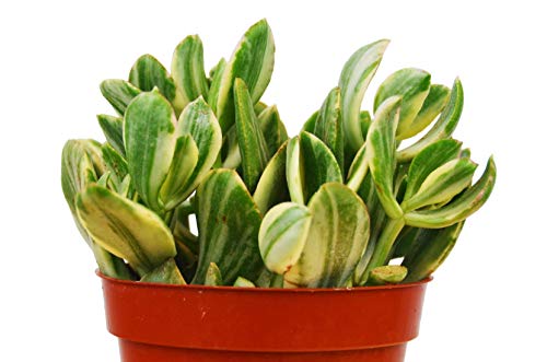 Crassula Ovata 'Variegated Jade' Succulent - 4