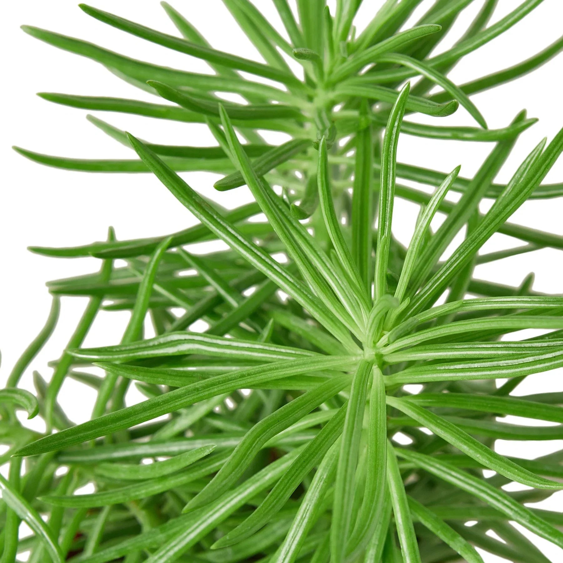 Succulent Senecio 'Himalayan' - 4