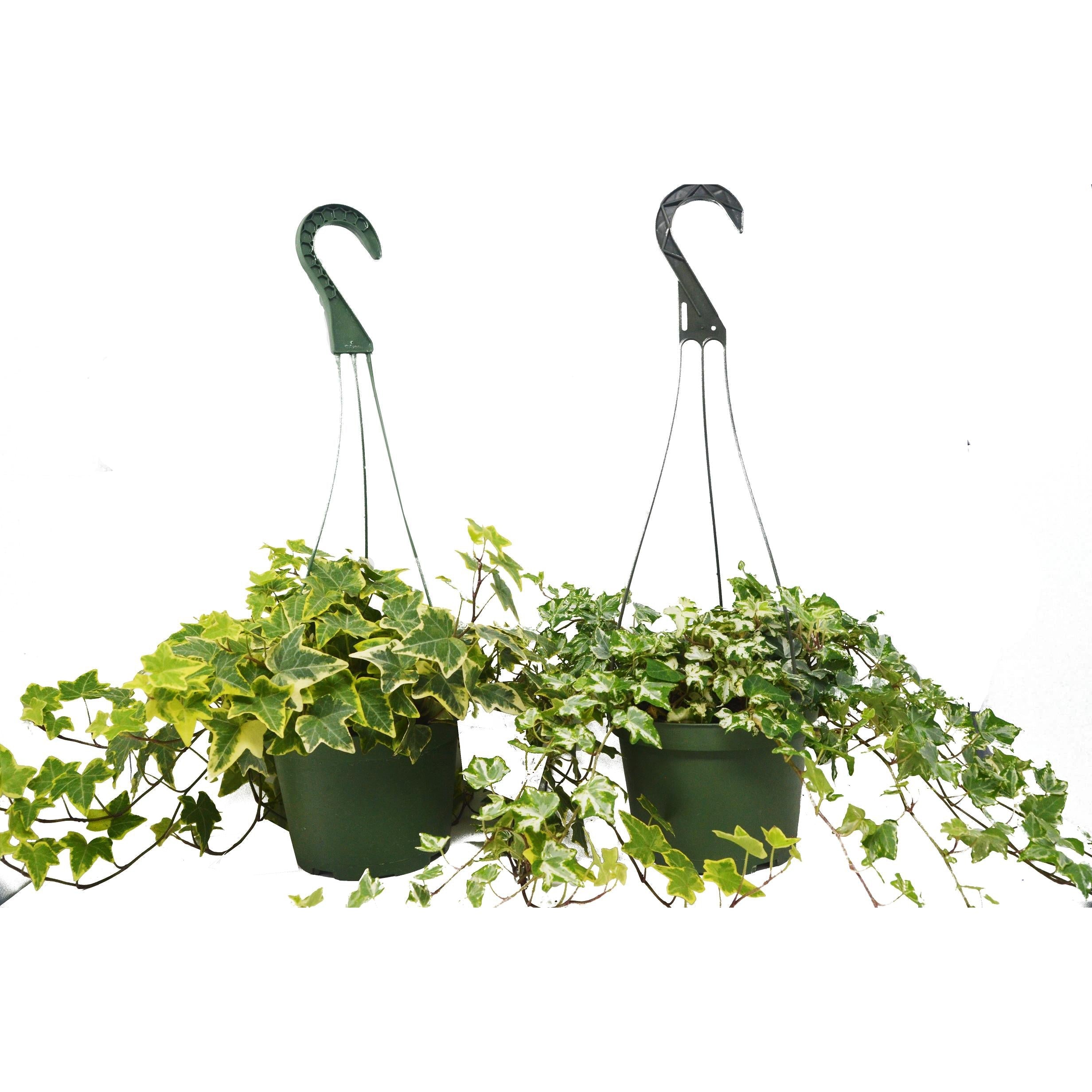 2 English Ivy Variety Pack - 6
