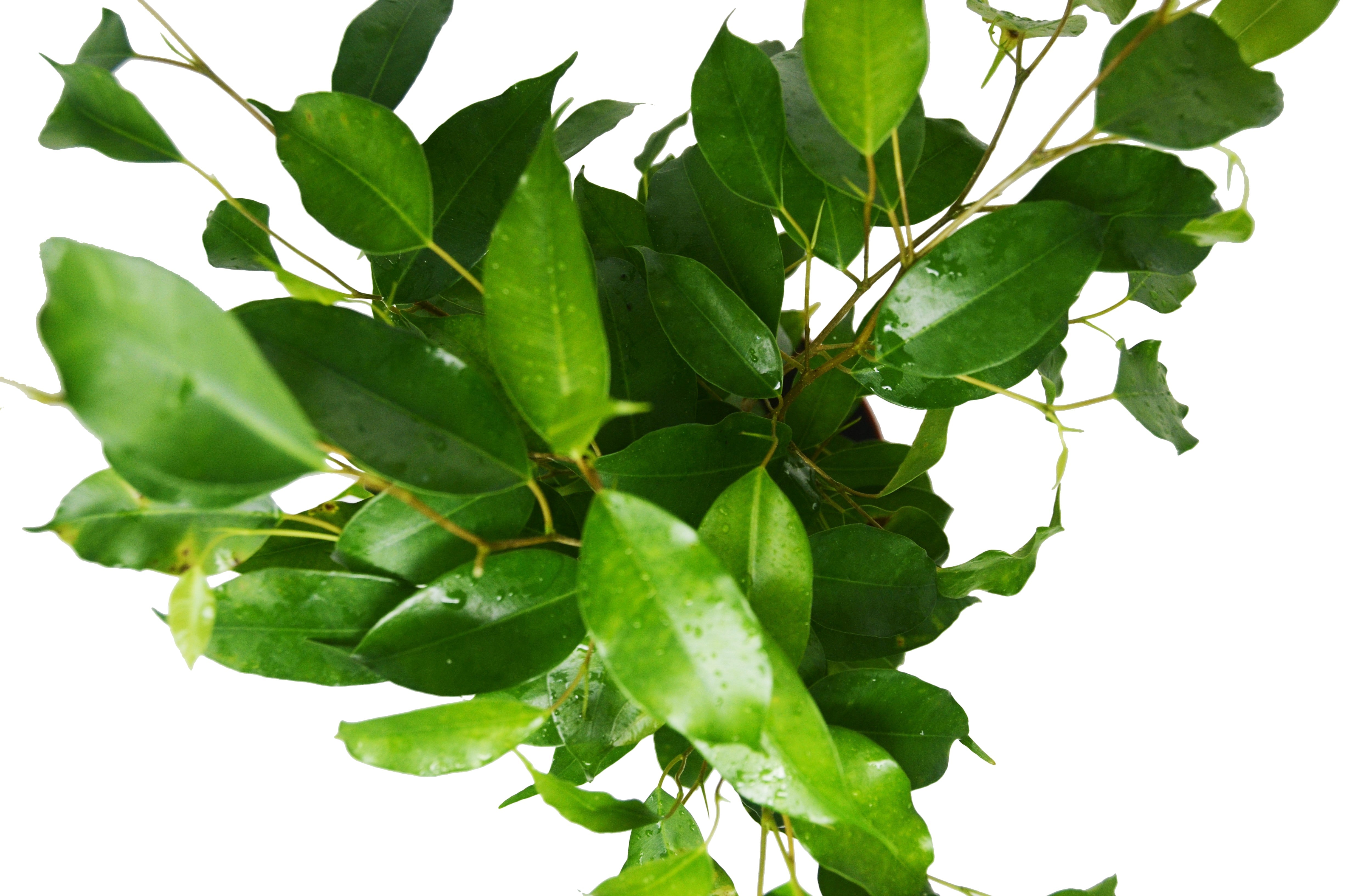 Ficus 'Benjamina' - 6