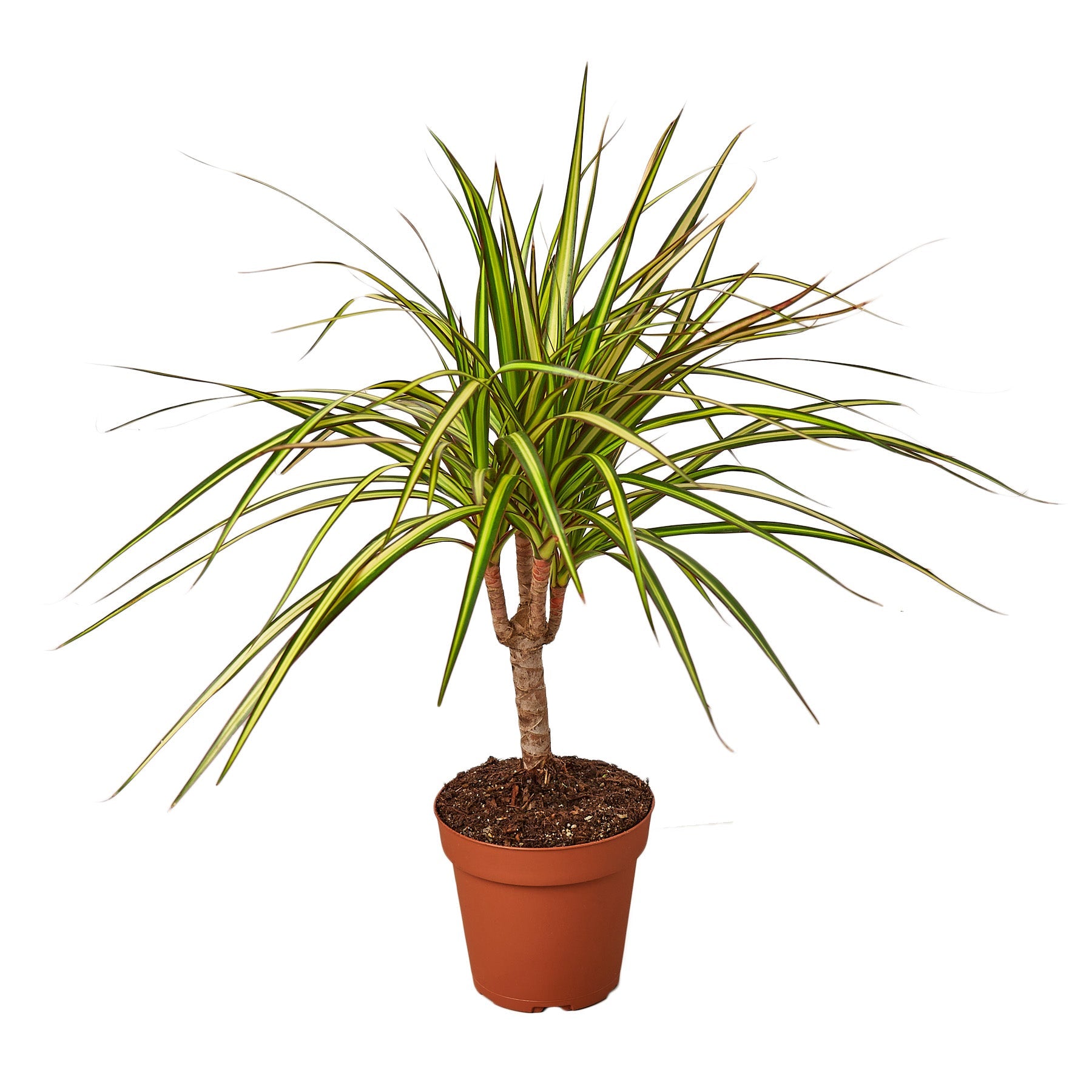Showcase Plants