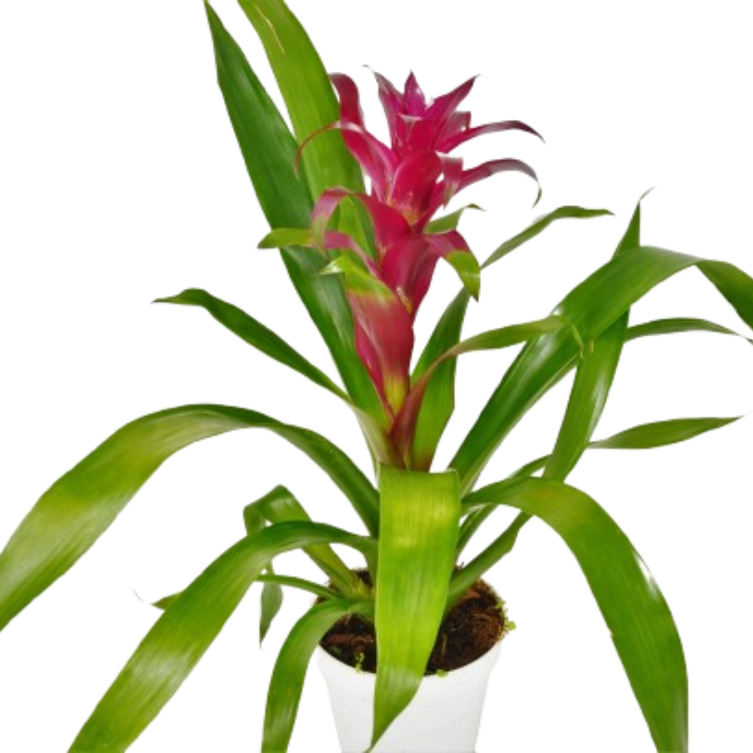 Bromeliad Guzmania 'Purple' - 4