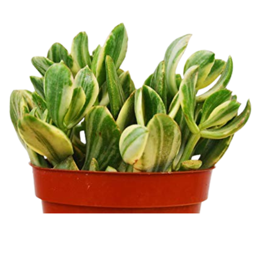 Crassula Ovata 'Variegated Jade' Succulent - 4