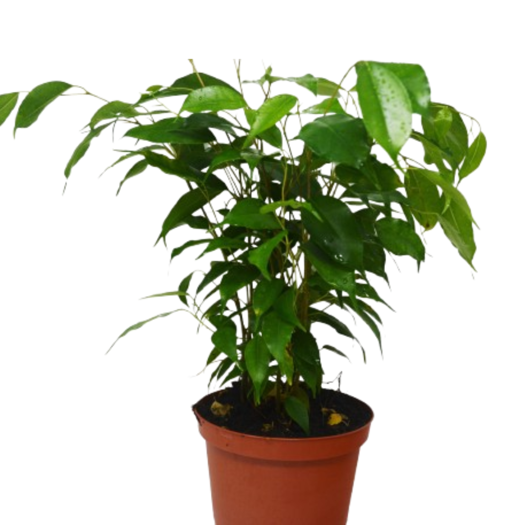Ficus 'Benjamina' - 6