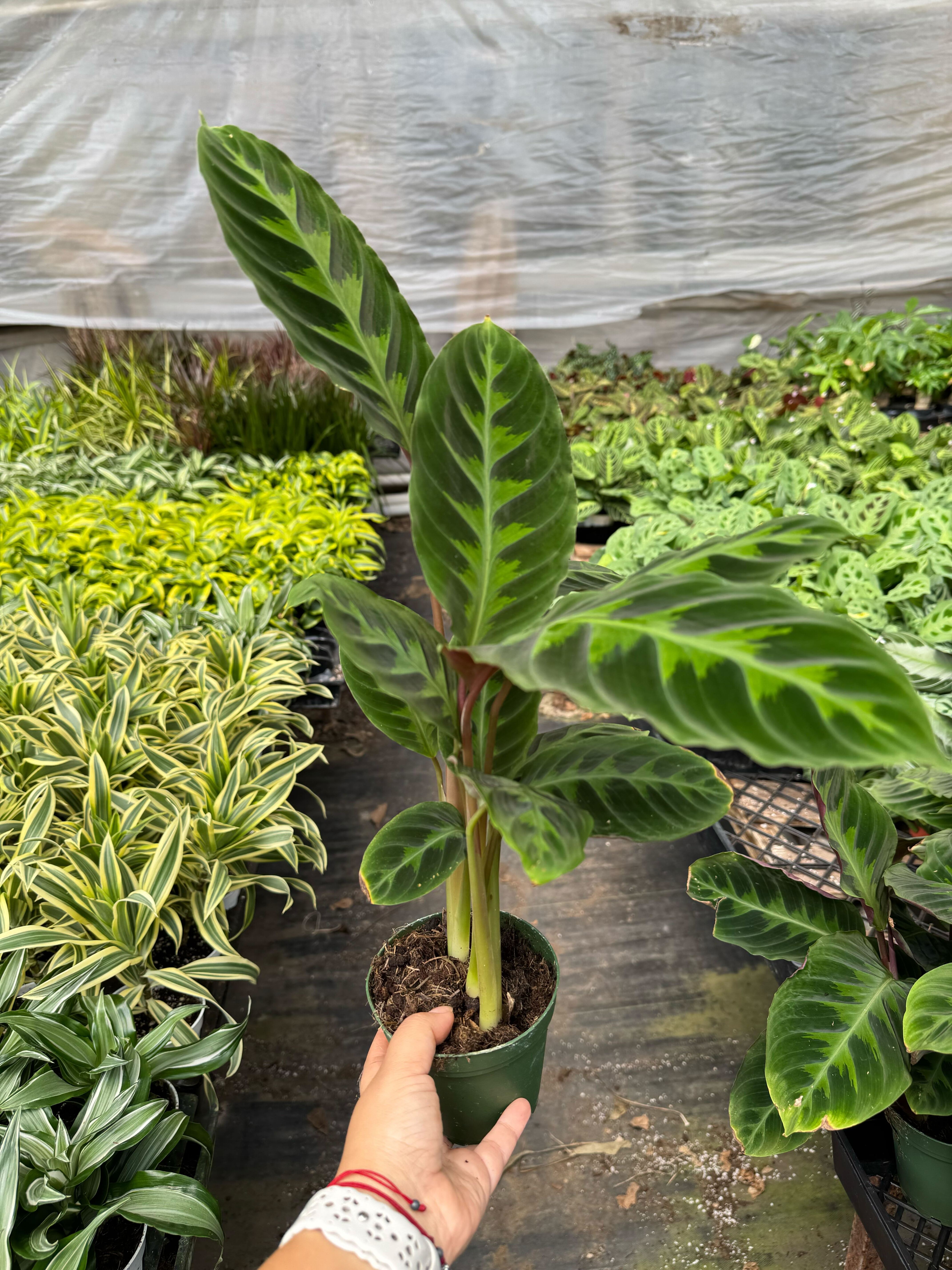 Calathea 'Warscewiczii' - 6