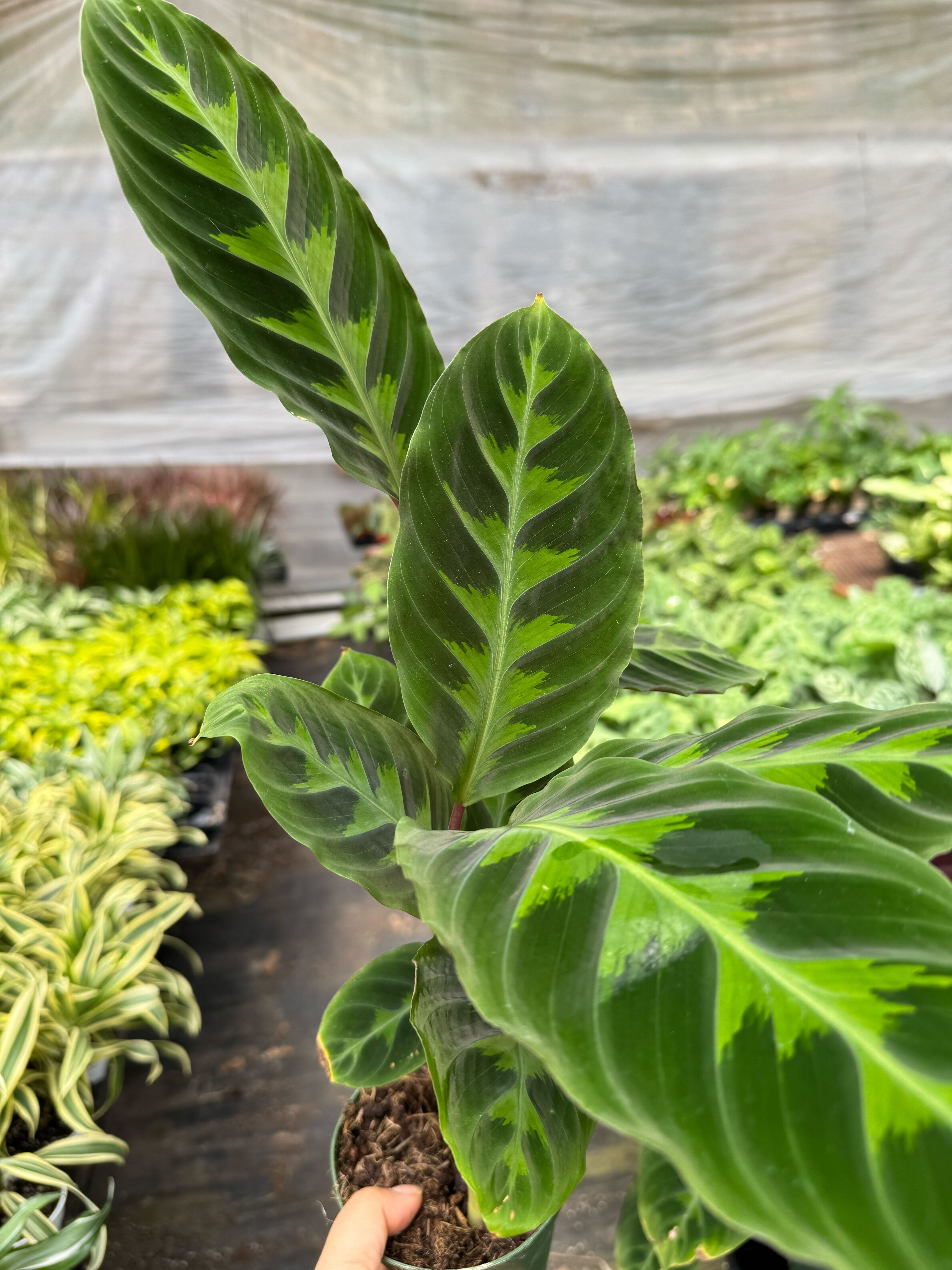 Calathea 'Warscewiczii' - 6