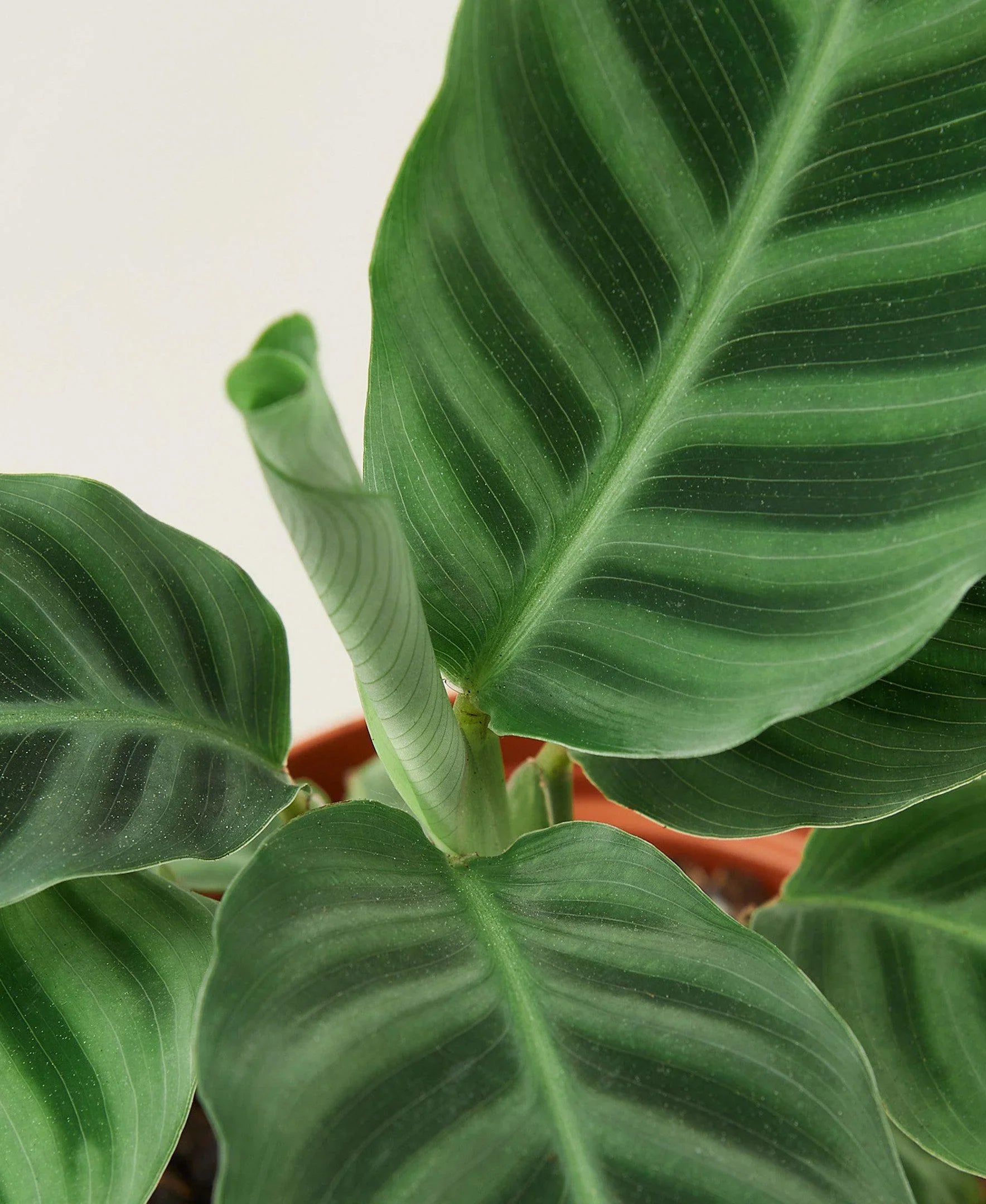 Calathea 'Zebrina' - 4