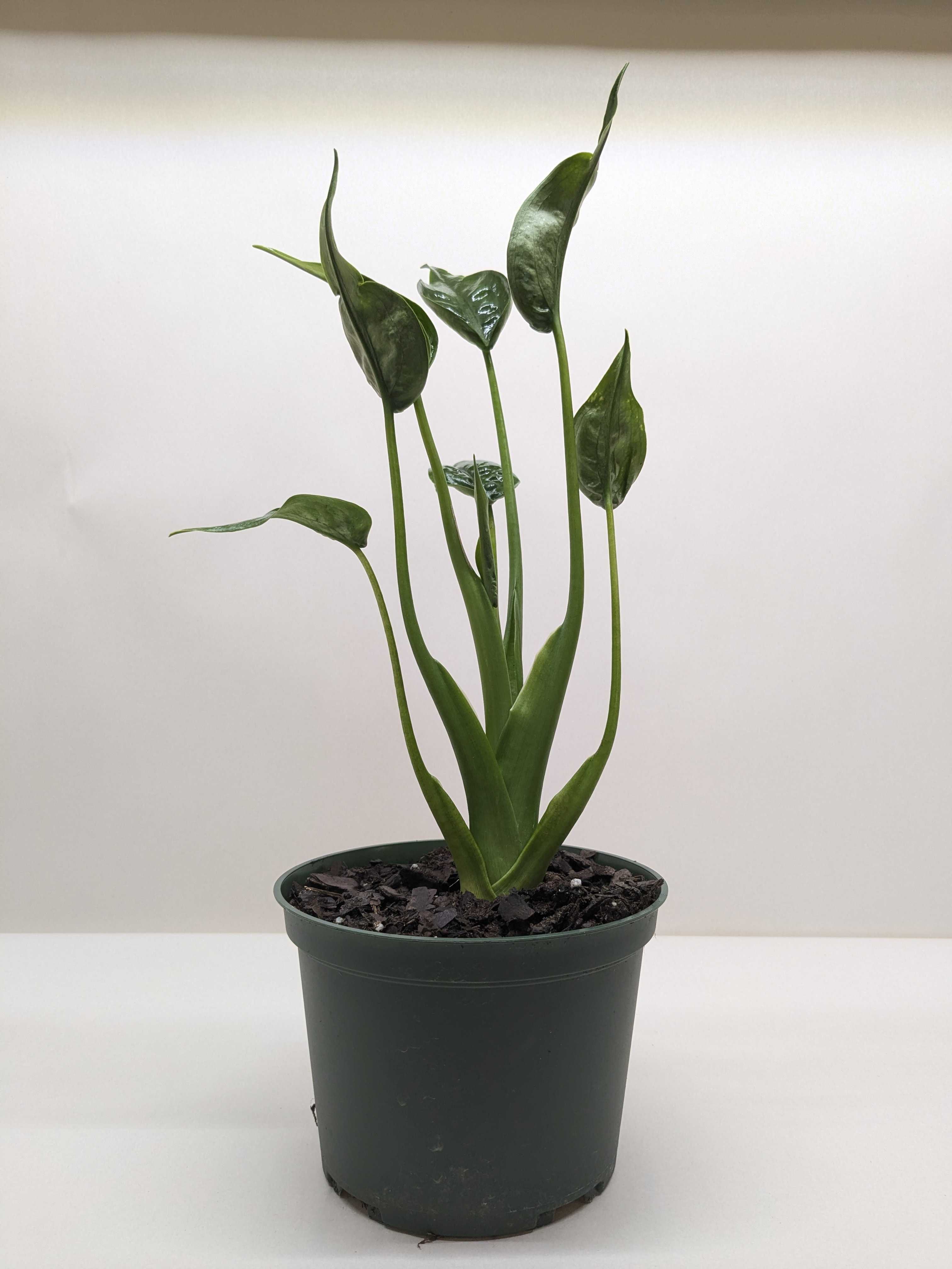 Alocasia 'Tiny Dancer' - 4