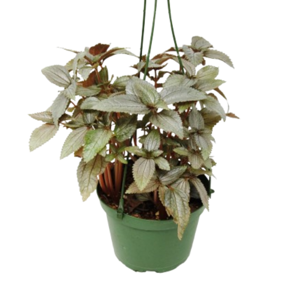 Pilea Ellen - In 6