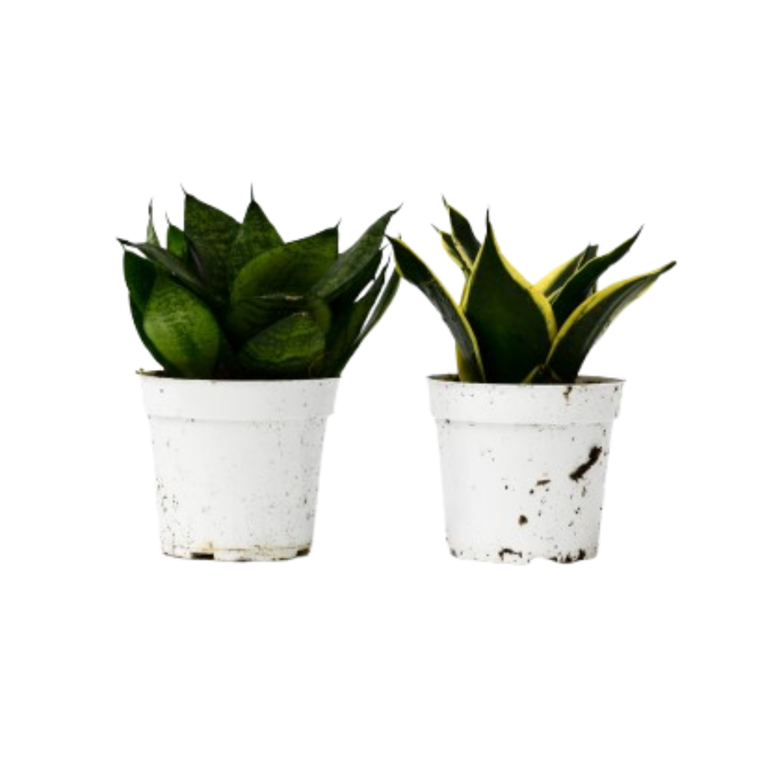 Snake Plant Variety Packs - 4