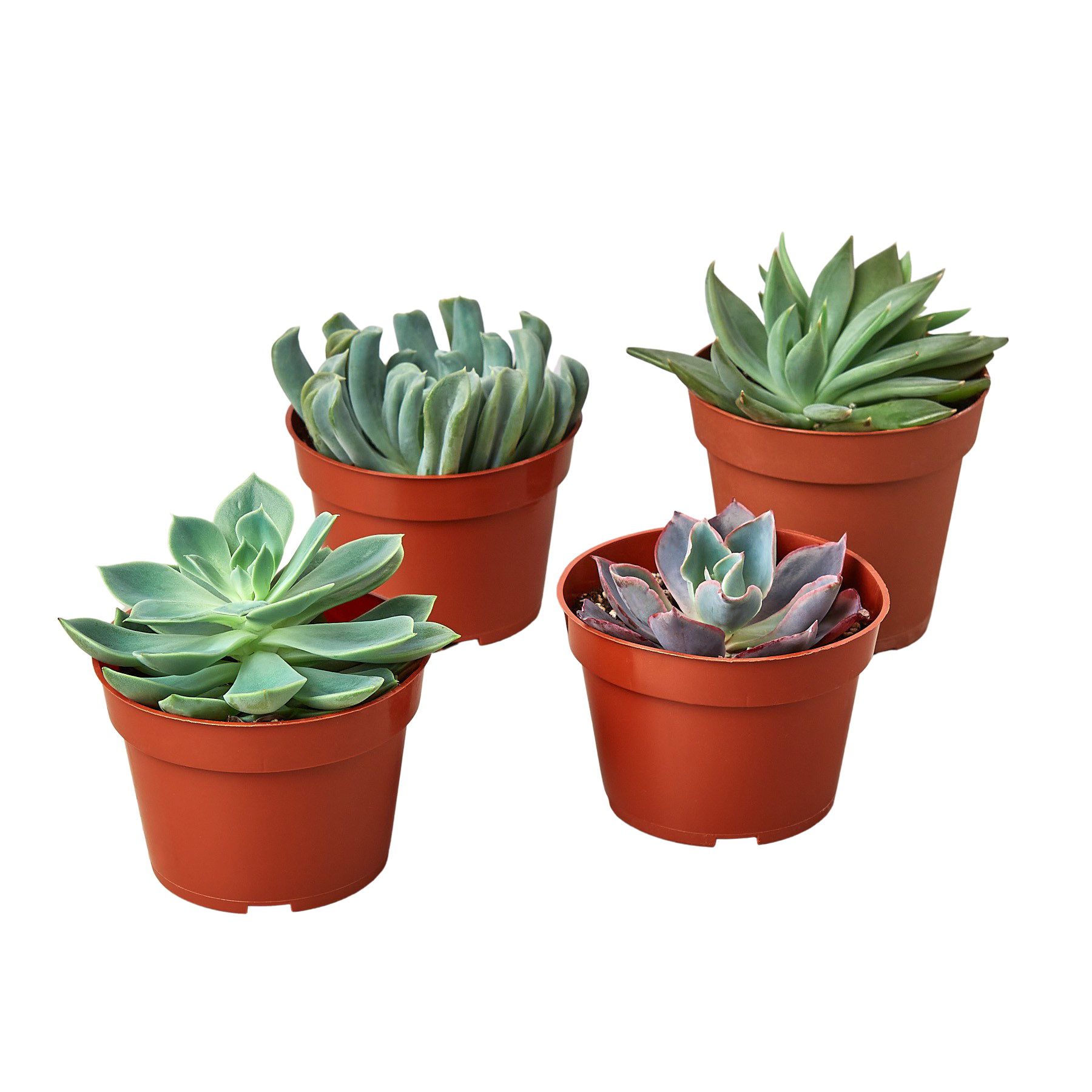 4 Echeveria Succulent Variety Pack - 4.0