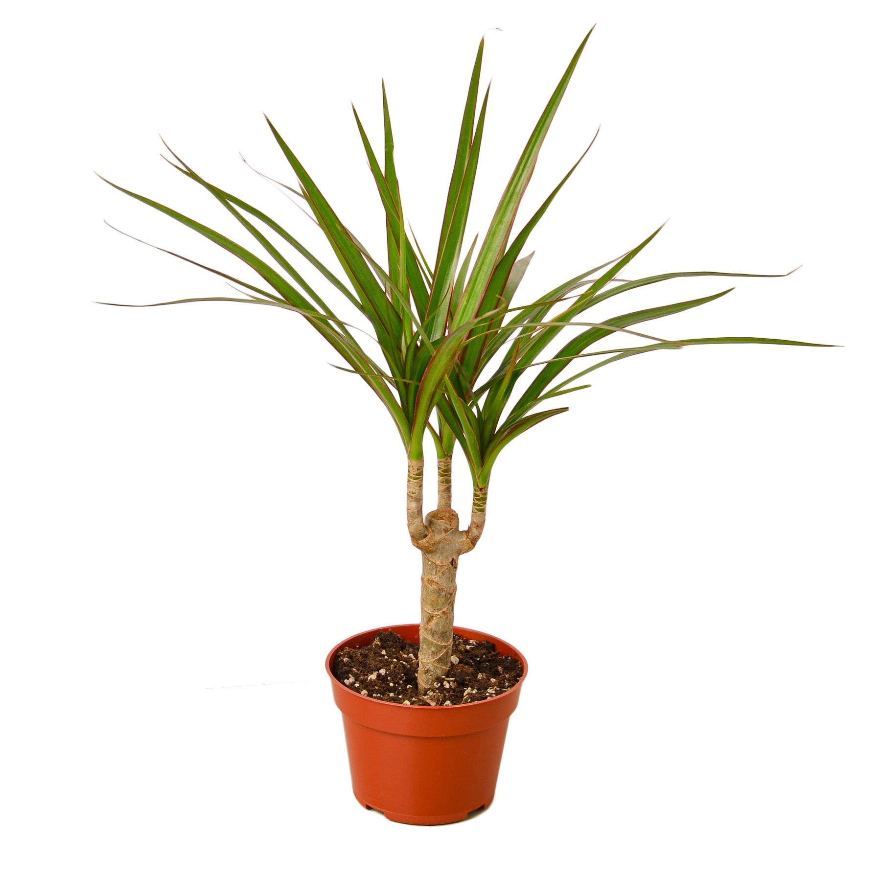 Tropical Plants