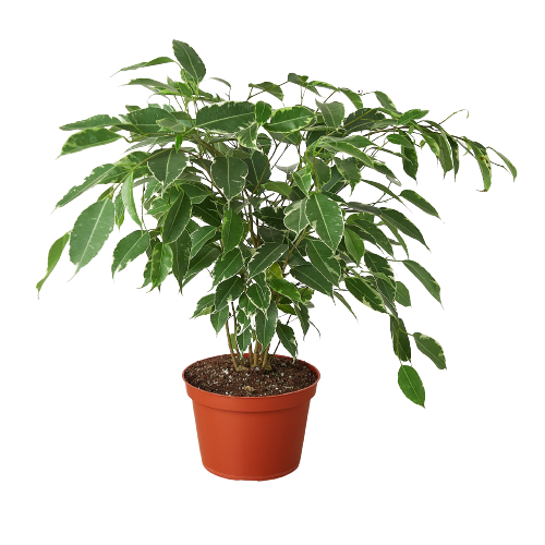 Ficus 'Breeze' - 6